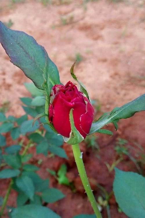 Brindabella Red Empress Shrub Rose - 3 Gallon Pot 5 Brindabella Red Empress Shrub Rose - 3 Gallon Pot - Image 5