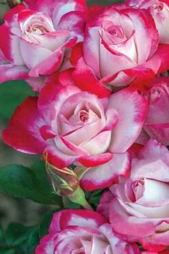 Candy Cane Cocktail Floribunda Rose - 3 Gallon Pot -Wilson Bros Gardens Shop rose candy cane cocktail 2