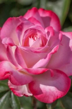 Candy Cane Cocktail Floribunda Rose - 3 Gallon Pot -Wilson Bros Gardens Shop rose candy cane cocktail 4