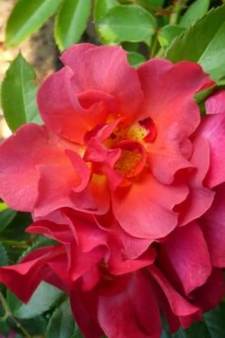 Cinco De Mayo Rose - 3 Gallon Pot -Wilson Bros Gardens Shop rose cinco de mayo 21