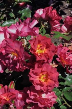 Cinco De Mayo Rose - 3 Gallon Pot -Wilson Bros Gardens Shop rose cinco de mayo 22