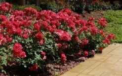 Cinco De Mayo Rose - 3 Gallon Pot -Wilson Bros Gardens Shop rose cinco de mayo 26