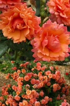 Easy Does It Rose - 3 Gallon Pot -Wilson Bros Gardens Shop rose cinco de mayo 30