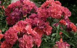 Cinco De Mayo Rose - 3 Gallon Pot -Wilson Bros Gardens Shop rose cinco de mayo 5 800x500 1