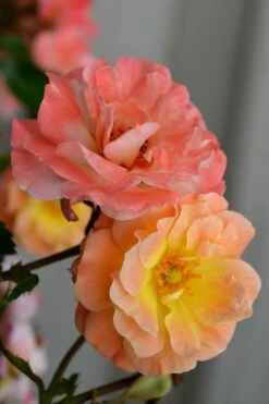 Peach Drift Groundcover Rose - 3 Gallon Pot -Wilson Bros Gardens Shop rose drift peach 21