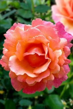 Easy Does It Rose - 3 Gallon Pot -Wilson Bros Gardens Shop rose easy does it 22