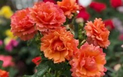 Easy Does It Rose - 3 Gallon Pot -Wilson Bros Gardens Shop rose easy does it 26