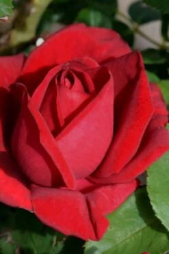 Easy Elegance Kashmir Rose - 3 Gallon Pot -Wilson Bros Gardens Shop rose easy elegance kasmhir 1