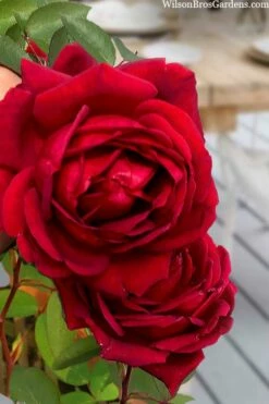 Easy Elegance Kashmir Rose - 3 Gallon Pot -Wilson Bros Gardens Shop rose easy elegance kasmhir 2