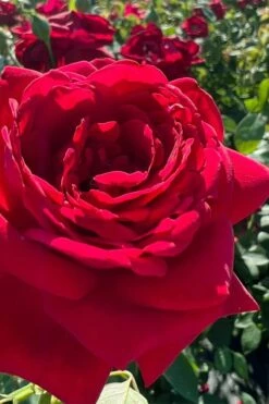 Easy Elegance Kashmir Rose - 7 Gallon Pot -Wilson Bros Gardens Shop rose easy elegance kasmhir 3 1