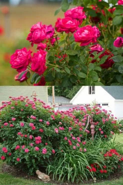 Easy Elegance My Girl Rose - 3 Gallon Pot -Wilson Bros Gardens Shop rose easy elegance my girl 2g