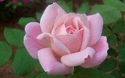 The Georgia Peach Shrub Rose - 1 Gallon Pot -Wilson Bros Gardens Shop rose georgia peach shrub