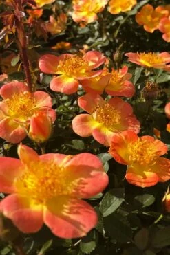 Oso Easy 'Hot Paprika' Rose - 3 Gallon Pot -Wilson Bros Gardens Shop rose hot paprika 4