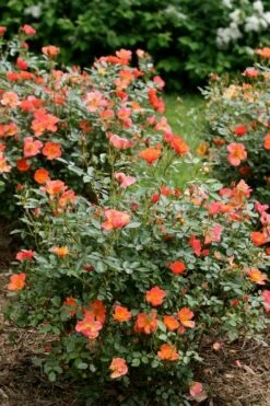 Oso Easy 'Hot Paprika' Rose - 3 Gallon Pot -Wilson Bros Gardens Shop rose hot paprika 5
