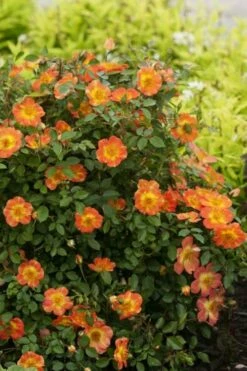 Oso Easy 'Hot Paprika' Rose - 3 Gallon Pot -Wilson Bros Gardens Shop rose hot paprika 6