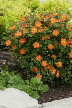 Oso Easy 'Hot Paprika' Rose - 3 Gallon Pot -Wilson Bros Gardens Shop rose hot paprika 7
