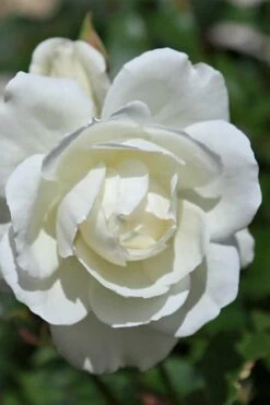 Iceberg Tree Rose - 7 Gallon Pot 9 Iceberg Tree Rose - 7 Gallon Pot -Wilson Bros Gardens Shop rose iceberg 25 1