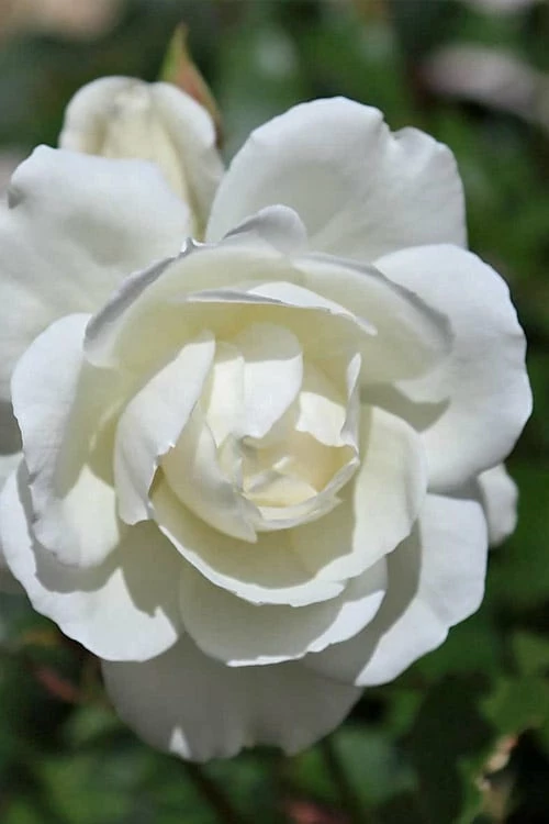 Iceberg Tree Rose - 7 Gallon Pot 4 Iceberg Tree Rose - 7 Gallon Pot - Image 4