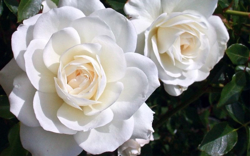 Iceberg Tree Rose - 7 Gallon Pot 6 Iceberg Tree Rose - 7 Gallon Pot - Image 6