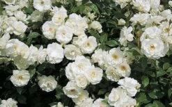 Iceberg Tree Rose - 7 Gallon Pot 10 Iceberg Tree Rose - 7 Gallon Pot -Wilson Bros Gardens Shop rose iceburg 800x500 2