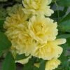 Lady Banks Yellow Rose - 3 Gallon Pot
