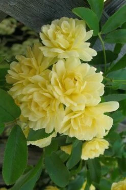 Lady Banks Yellow Rose - 3 Gallon Pot