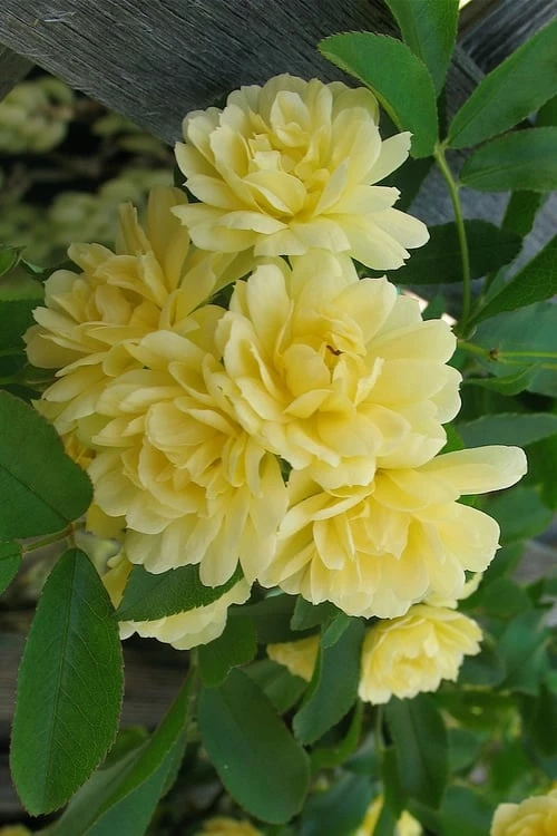 Lady Banks Yellow Rose - 1 Gallon Pot 1 Lady Banks Yellow Rose - 1 Gallon Pot