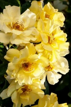 Lemon Drift Groundcover Rose - 1 Gallon Pot