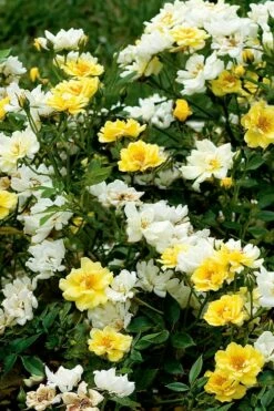 Lemon Drift Groundcover Rose - 2 Gallon Pot -Wilson Bros Gardens Shop rose lemon drift 5 2
