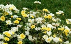 Lemon Drift Groundcover Rose - 3 Gallon Pot -Wilson Bros Gardens Shop rose lemon drift 6