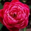 Louis Phillippe Rose - 3 Gallon Pot