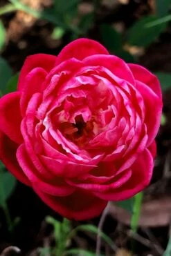 Louis Phillippe Rose - 3 Gallon Pot