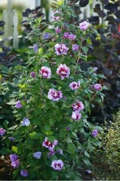 Purple Pillar Rose Of Sharon - 1 Gallon Pot -Wilson Bros Gardens Shop rose of sharon purple pillar 20