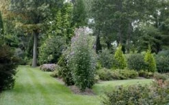 Purple Pillar Rose Of Sharon - 1 Gallon Pot -Wilson Bros Gardens Shop rose of sharon purple pillar 21