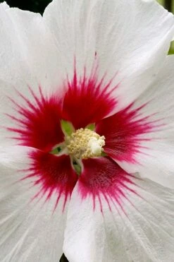 Red Heart Rose Of Sharon (Single Trunk Tree) - 5 Gallon Pot -Wilson Bros Gardens Shop rose of sharon red heart 12