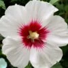 Red Heart Rose Of Sharon - 1 Gallon Pot