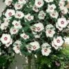 Red Heart Rose Of Sharon (Single Trunk Tree) - 5 Gallon Pot