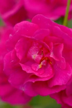 Oso Easy 'Peasy' Rose - 3 Gallon Pot 10 Oso Easy 'Peasy' Rose - 3 Gallon Pot -Wilson Bros Gardens Shop rose oso easy peasy 1 1