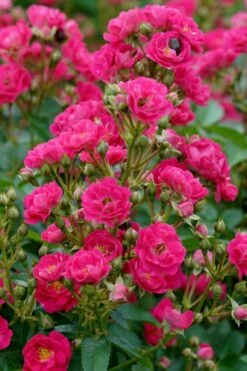 Oso Easy 'Peasy' Rose - 2 Gallon Pot -Wilson Bros Gardens Shop rose oso easy peasy 2