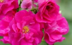 Oso Easy 'Peasy' Rose - 3 Gallon Pot 13 Oso Easy 'Peasy' Rose - 3 Gallon Pot -Wilson Bros Gardens Shop rose oso easy peasy 5 1