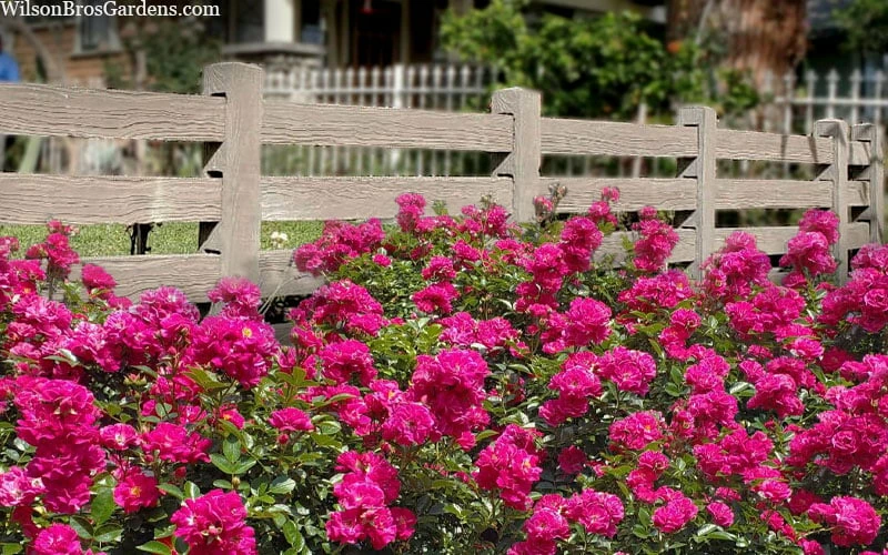 Oso Easy 'Peasy' Rose - 3 Gallon Pot 6 Oso Easy 'Peasy' Rose - 3 Gallon Pot - Image 6