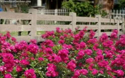 Oso Easy 'Peasy' Rose - 2 Gallon Pot -Wilson Bros Gardens Shop rose oso easy peasy 6