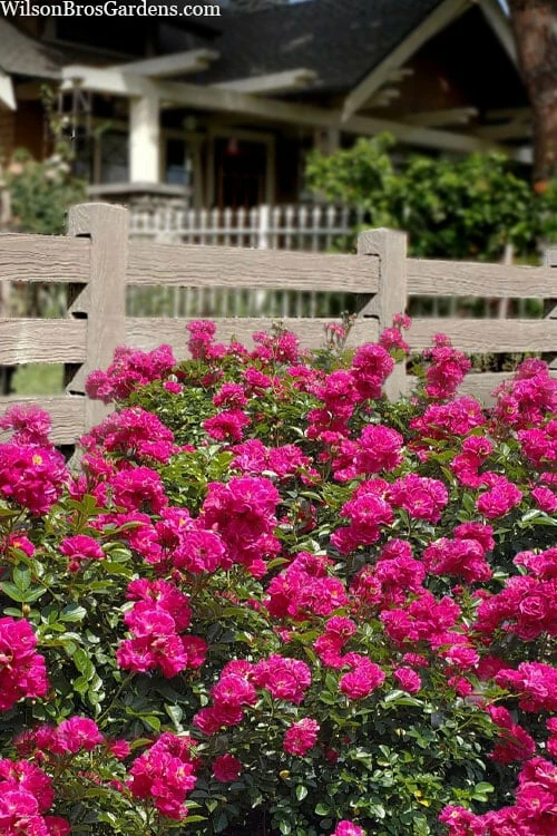 Oso Easy 'Peasy' Rose - 3 Gallon Pot 1 Oso Easy 'Peasy' Rose - 3 Gallon Pot