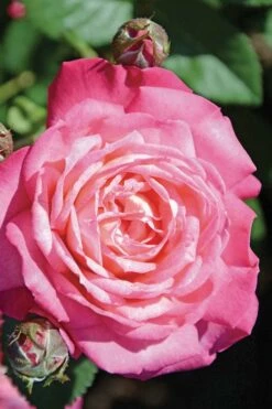 Peppermint Pop Rose - 3 Gallon Pot