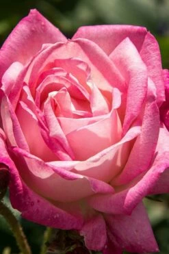 Peppermint Pop Rose - 3 Gallon Pot -Wilson Bros Gardens Shop rose peppermint pop 3