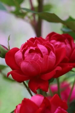 Petite Knock Out Rose - 2 Gallon Pot -Wilson Bros Gardens Shop rose petite knock out 2