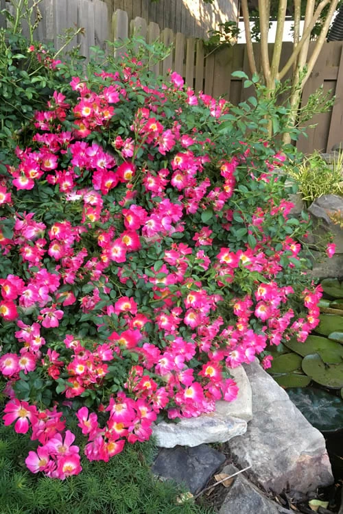 Pink Drift Groundcover Rose - 1 Gallon Pot 1 Pink Drift Groundcover Rose - 1 Gallon Pot