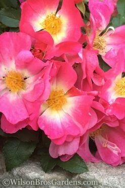 Pink Drift Groundcover Rose - 2 Gallon Pot -Wilson Bros Gardens Shop rose pink drift 11 2