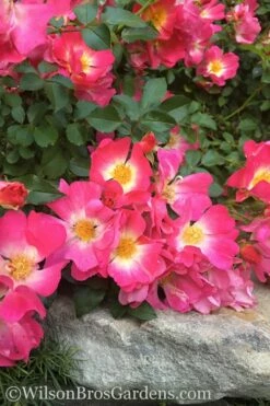 Pink Drift Groundcover Rose - 3 Gallon Pot -Wilson Bros Gardens Shop rose pink drift 12