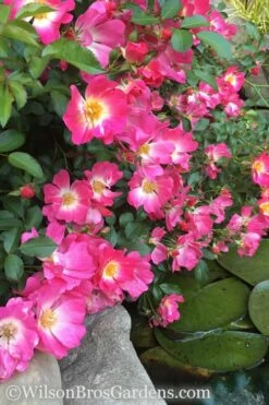 Pink Drift Groundcover Rose - 2 Gallon Pot -Wilson Bros Gardens Shop rose pink drift 13 2